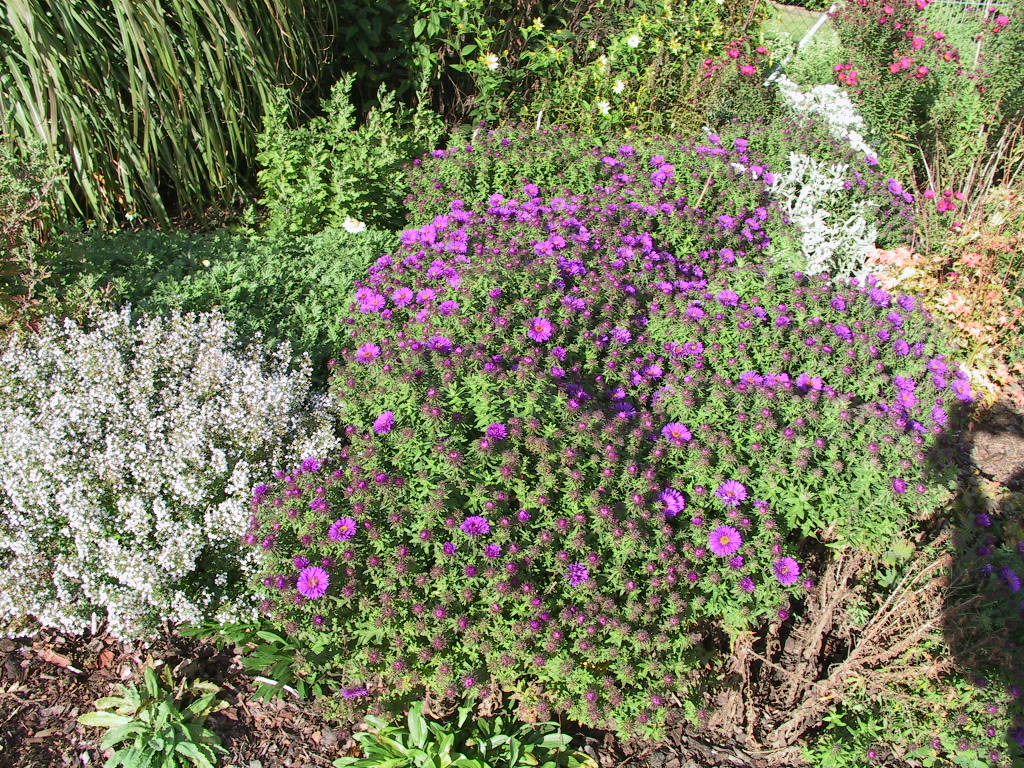 Aster novae-angliae Purple Dome -knospig.jpg